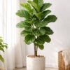 Fiddle Leaf Fig (Ficus lyrata Live Indoor Plant)