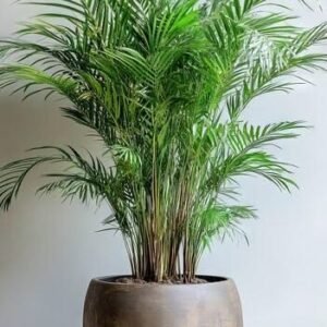 Areca Palm
