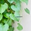 giloy Giloy Plant (Tinospora Cordifolia / Live Immunity Medicinal Climber Vine)