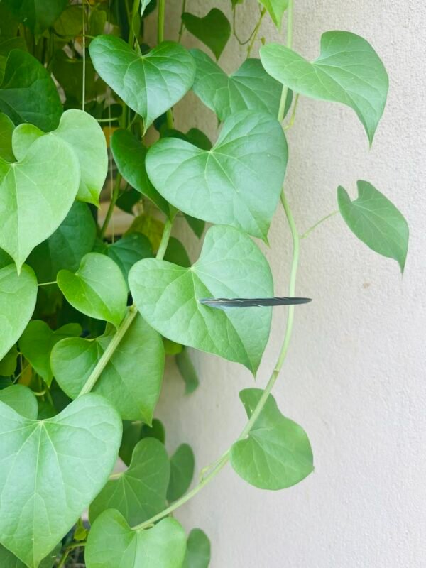 giloy Giloy Plant (Tinospora Cordifolia / Live Immunity Medicinal Climber Vine)