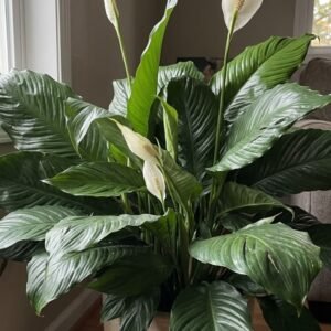 Peace Lily Plant (Spathiphyllum / Live Air-Purifying Indoor Flowering Plant)