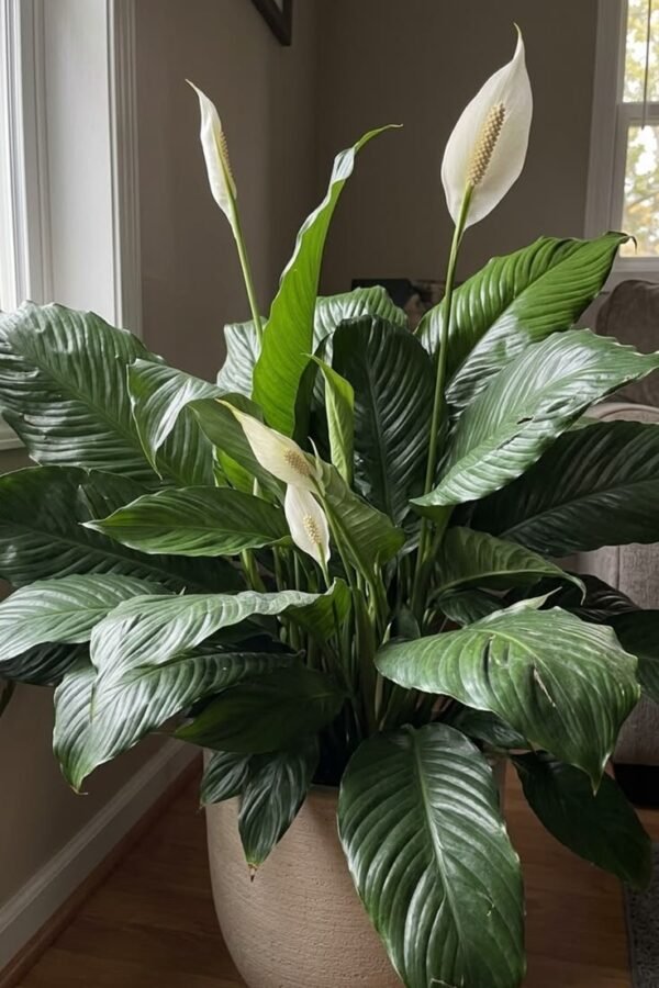 peace-lily Peace Lily Plant (Spathiphyllum / Live Air-Purifying Indoor Flowering Plant)