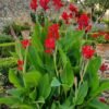 Canna Indica Plant (Canna Indica / Live Tropical Lily Outdoor Flowering Plant)