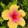 Gurhal Hibiscus Rosa-Sinensis (Gurhal / Tropical Hibiscus Live Outdoor Plant)