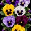Pansy Pansy Plant (Viola × Wittrockiana / Live Outdoor Flowering Garden Plant)