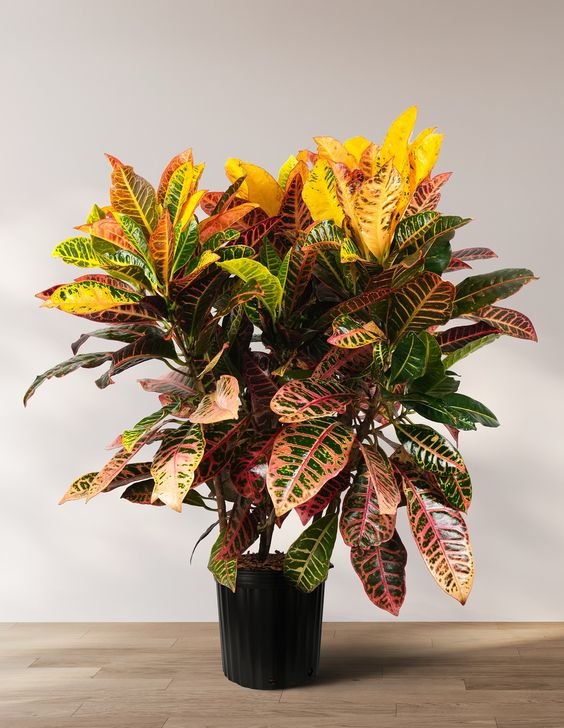 Croton Croton Plant (Codiaeum Variegatum / Live Outdoor & Indoor Multicolor Foliage Plant)