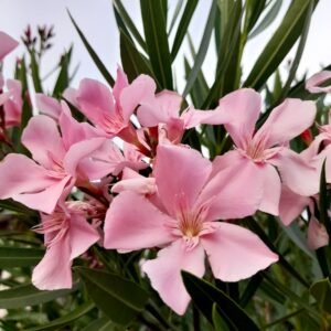 Pink Oleander Plant (Nerium Oleander / Live Outdoor Pink Kaner Flowering Shrub)