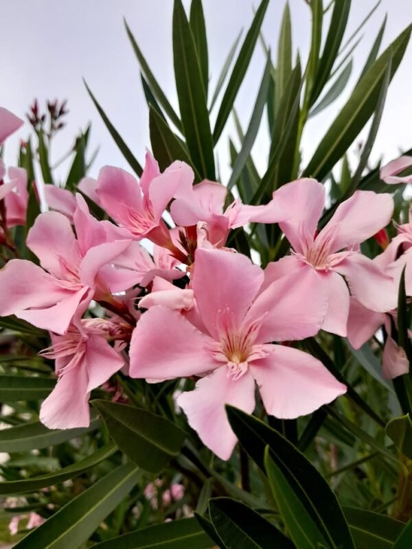 Pink Oleander Plant (Nerium Oleander / Live Outdoor Pink Kaner Flowering Shrub)