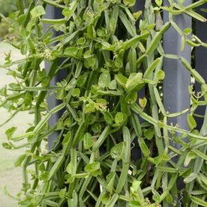 Hadjod Plant (Cissus Quadrangularis / Live Bone Setter Medicinal Vine)