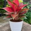 aglaonema Red Aglaonema Plant (Aglaonema Anyamanee / Live Red Chinese Evergreen Indoor Plant)