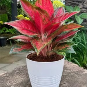 Red Aglaonema Plant (Aglaonema Anyamanee / Live Red Chinese Evergreen Indoor Plant)