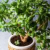 jade-plant Jade Plant (Crassula Ovata / Live Money Tree Feng Shui Succulent)