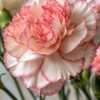 From Klickpin.com- 1138355243347317090-pin-id-1138355243347317090 Carnation Plant (Dianthus Caryophyllus / Live Fragrant Outdoor Flowering Plant)