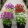 Gomphrena Gomphrena Plant (Gomphrena Globosa / Live Globe Amaranth Outdoor Flowering Plant)
