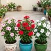 Sadabahar Plant (Catharanthus Roseus / Live Periwinkle All-Season Flowering Plant)