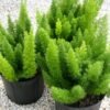 shatavari-plant Shatavari Plant (Asparagus Racemosus / Live Fern-Like Ayurvedic Medicinal Plant)