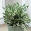 Aglaonema Snow White Plant (Chinese Evergreen Live Air-Purifying Indoor Plant)