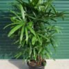 Rhapis Palm / Lady Palm (Raphis Live Indoor & Outdoor Plant)