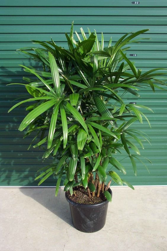 Rhapis Palm / Lady Palm (Raphis Live Indoor & Outdoor Plant)