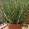 rosemary-plant Rosemary Plant (Salvia Rosmarinus / Live Aromatic Culinary & Medicinal Herb)