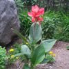 Canna Indica Plant (Canna Indica / Live Tropical Lily Outdoor Flowering Plant)