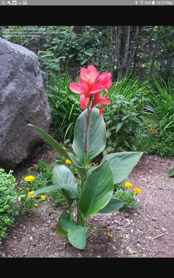 Canna Indica Plant (Canna Indica / Live Tropical Lily Outdoor Flowering Plant)