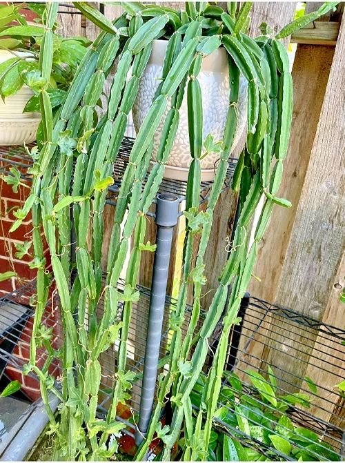 Hadjod Plant (Cissus Quadrangularis / Live Bone Setter Medicinal Vine)