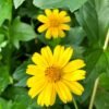 From Klickpin.com- 307159637093646401-pin-id-307159637093646401 Wedelia Plant (Sphagneticola Trilobata / Live Yellow Creeping Daisy Ground Cover Plant)