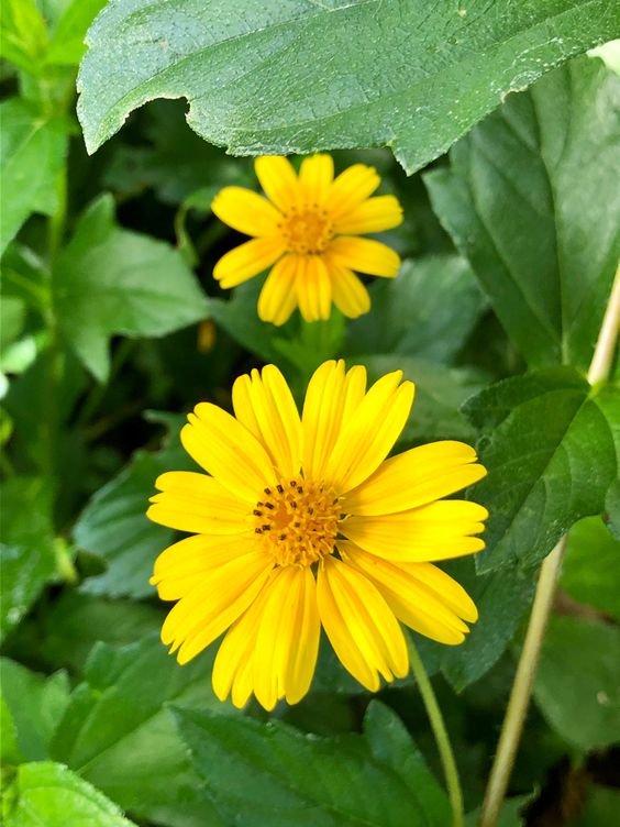 From Klickpin.com- 307159637093646401-pin-id-307159637093646401 Wedelia Plant (Sphagneticola Trilobata / Live Yellow Creeping Daisy Ground Cover Plant)