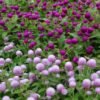 Gomphrena Gomphrena Plant (Gomphrena Globosa / Live Globe Amaranth Outdoor Flowering Plant)