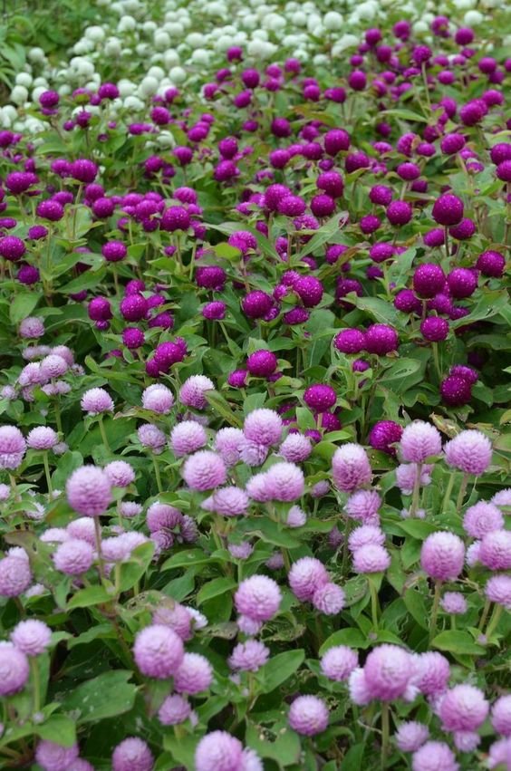 Gomphrena Gomphrena Plant (Gomphrena Globosa / Live Globe Amaranth Outdoor Flowering Plant)