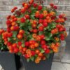 Lantana Plant (Lantana Camara / Live Outdoor Multi-Color Blooming Shrub)