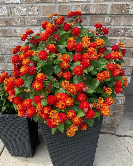Lantana Plant (Lantana Camara / Live Outdoor Multi-Color Blooming Shrub)