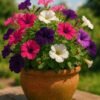 petunia Petunia Plant (Petunia Hybrida / Live Flowering Outdoor Garden Plant)