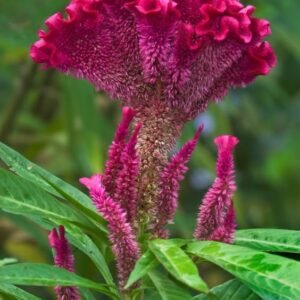 Celosia Celosia Plant (Celosia Argentea / Live Cockscomb Outdoor Flowering Plant)