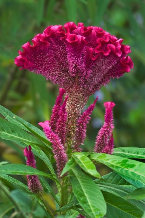 Celosia Celosia Plant (Celosia Argentea / Live Cockscomb Outdoor Flowering Plant)