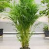 Areca Palm Areca Palm