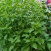 basil Sweet Basil Plant (Ocimum Basilicum / Live Italian Culinary Herb)