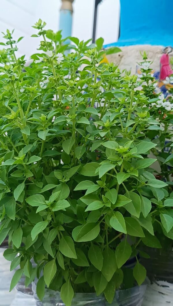 basil Sweet Basil Plant (Ocimum Basilicum / Live Italian Culinary Herb)