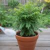 Kadi Patta / Curry Leaf Plant (Murraya Koenigii / Meetha Neem Live Culinary Plant)