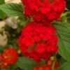 Lantana Plant (Lantana Camara / Live Outdoor Multi-Color Blooming Shrub)