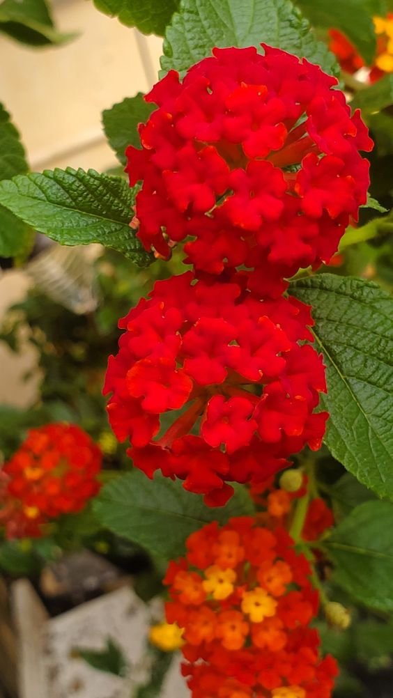 Lantana Plant (Lantana Camara / Live Outdoor Multi-Color Blooming Shrub)