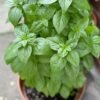 basil Sweet Basil Plant (Ocimum Basilicum / Live Italian Culinary Herb)