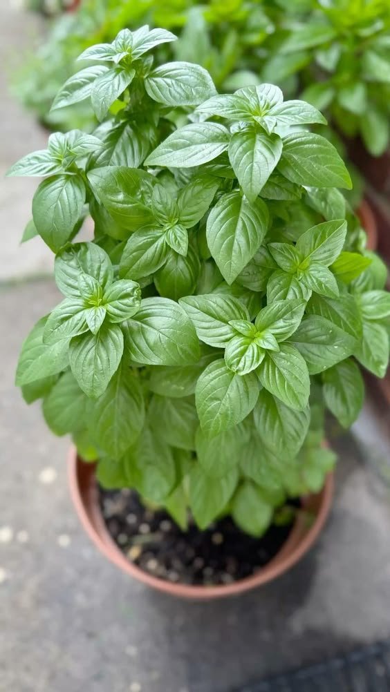 basil Sweet Basil Plant (Ocimum Basilicum / Live Italian Culinary Herb)
