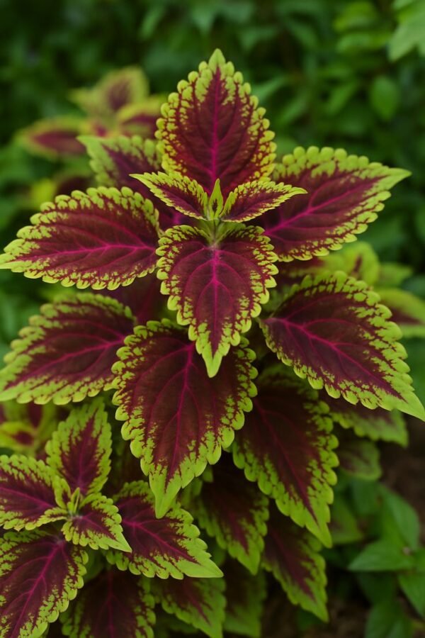 coleus Coleus Plant (Solenostemon Scutellarioides / Live Multicolor Foliage Plant)