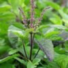 tulsi Tulsi Plant (Ocimum spp. / Sacred Holy Basil Live Medicinal Plant)