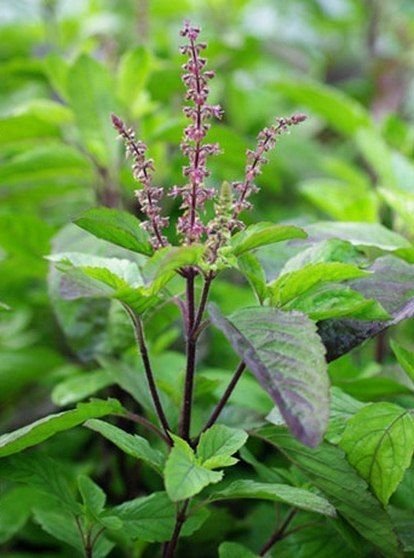 tulsi Tulsi Plant (Ocimum spp. / Sacred Holy Basil Live Medicinal Plant)