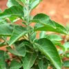 Ashwagandha Plant (Withania Somnifera / Indian Ginseng Live Medicinal Plant)