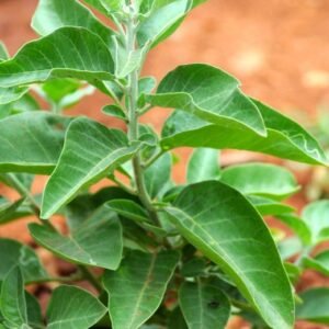 Ashwagandha Plant (Withania Somnifera / Indian Ginseng Live Medicinal Plant)