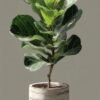 Fiddle Leaf Fig (Ficus lyrata Live Indoor Plant)